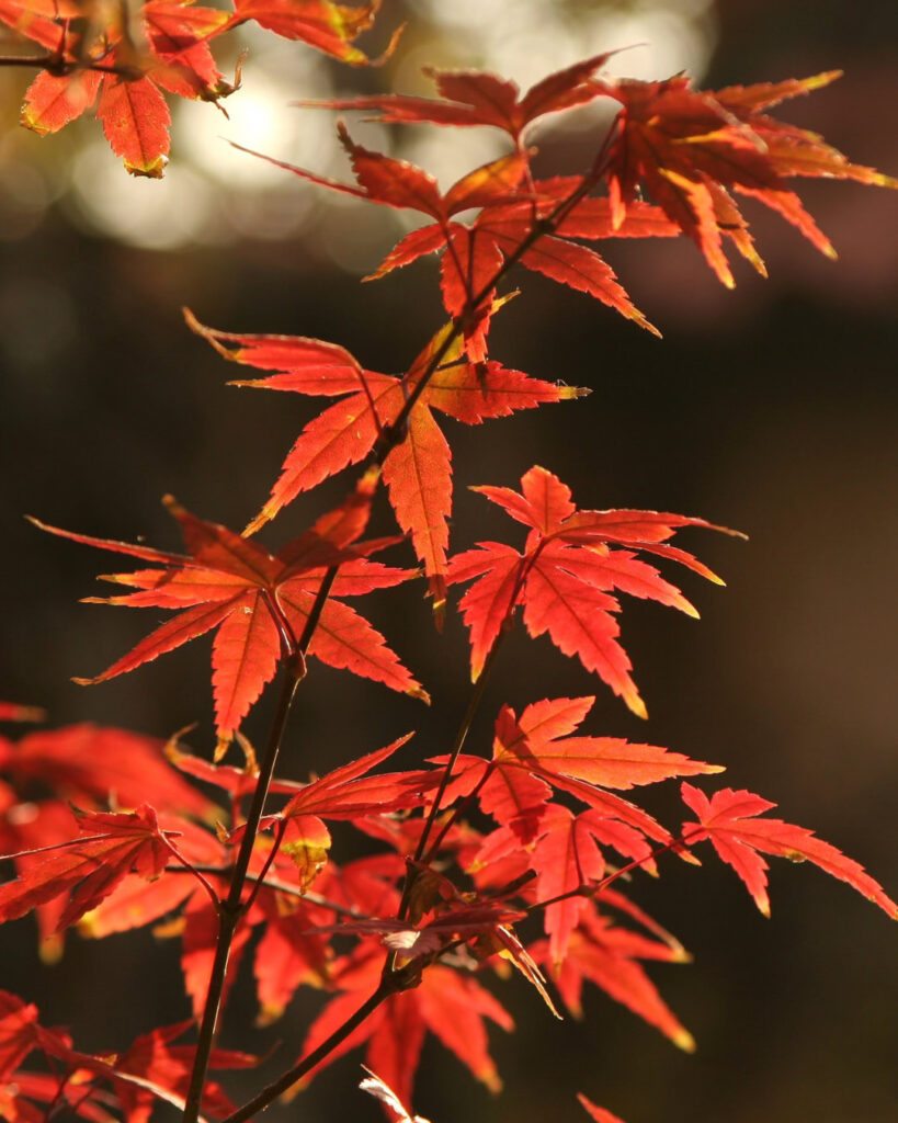 Árvores de outono: 12 espécies com cores impressionantes 1 Acer palmatum