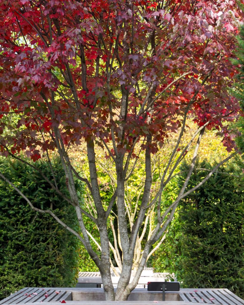 Árvores de outono: 12 espécies com cores impressionantes 3 Acer rubrum