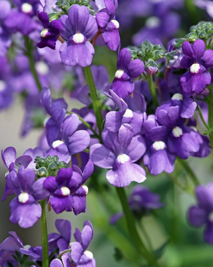 Flores roxas e lilases: 50 espécies para o seu jardim 12 Angelônia (Angelonia angustifolia)
