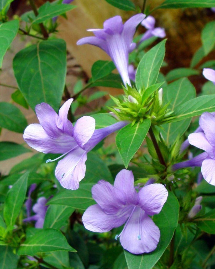 Flores roxas e lilases: 50 espécies para o seu jardim 28 Barleria-roxa (Barleria cristata)