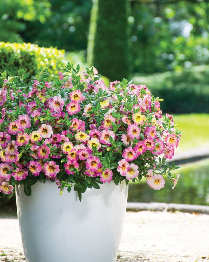 Floreiras na janela: 6 plantas da primavera para plantar 6 Calibrachoa × hybrida