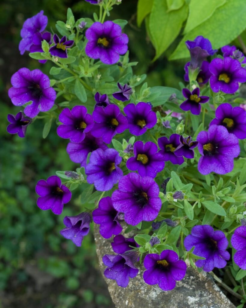 Flores roxas e lilases: 50 espécies para o seu jardim 6 Calibracoa ou mini-petúnia (Calibrachoa hybrida)