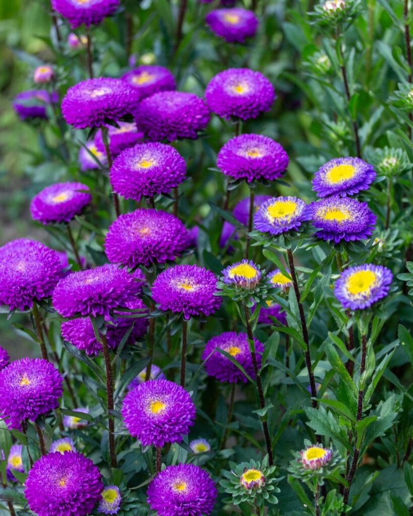 Flores roxas e lilases: 50 espécies para o seu jardim 7 Áster (Callistephus chinensis)