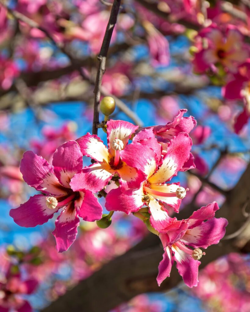 Árvores de outono: 12 espécies com cores impressionantes 13 Ceiba speciosa