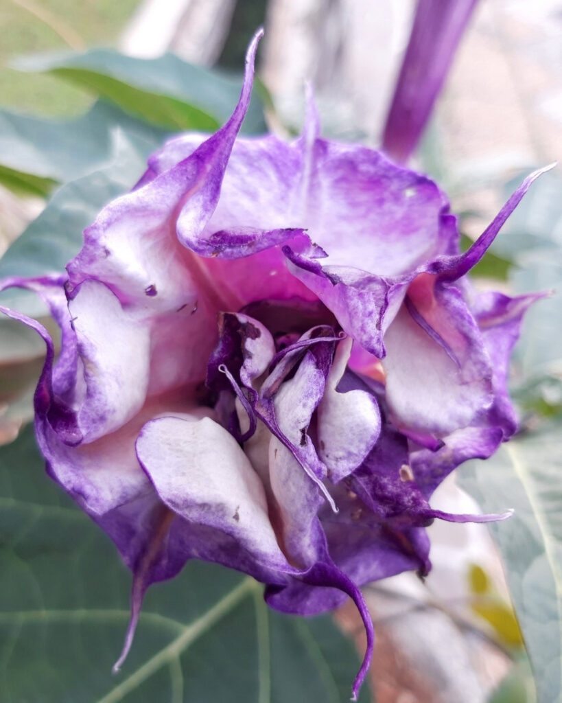 Flores roxas e lilases: 50 espécies para o seu jardim 30 Saia-roxa (Datura metel)