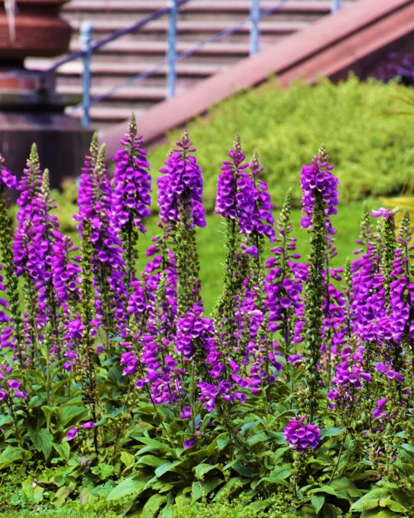Flores roxas e lilases: 50 espécies para o seu jardim 17 Dedaleira (Digitalis purpurea)