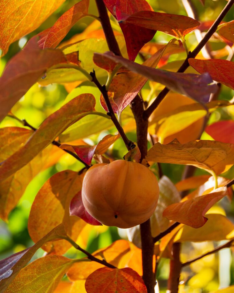 Árvores de outono: 12 espécies com cores impressionantes 7 Diospyros kaki