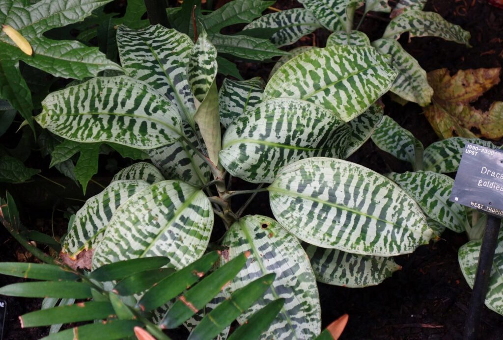 Início 12 Dracaena goldieana