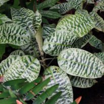 Dracaena goldieana