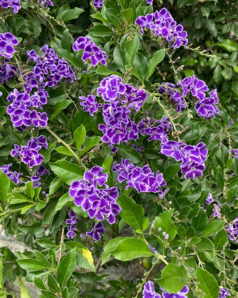 Flores roxas e lilases: 50 espécies para o seu jardim 22 Violeteira (Duranta erecta)