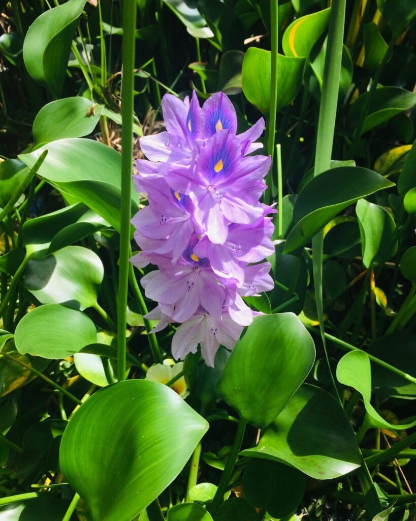 Flores roxas e lilases: 50 espécies para o seu jardim 50 Aguapé (Eichhornia crassipes)