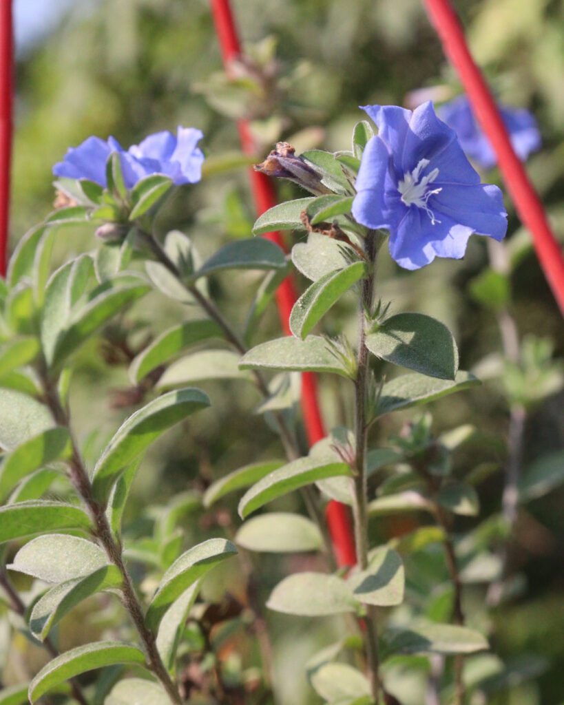 Floreiras na janela: 6 plantas da primavera para plantar 4 Evolvulus glomeratus