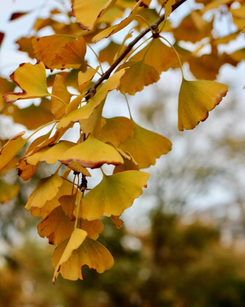 Árvores de outono: 12 espécies com cores impressionantes 4 Ginkgo biloba