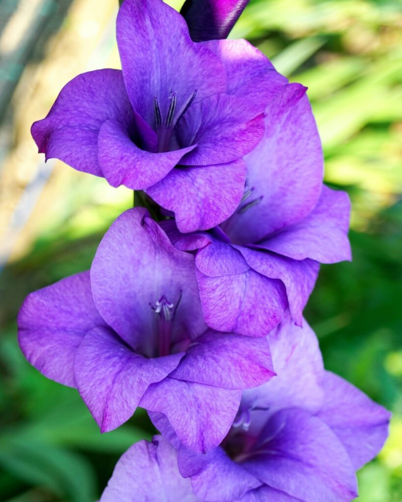 Flores roxas e lilases: 50 espécies para o seu jardim 41 Gladíolo (Gladiolus × hortulanus)