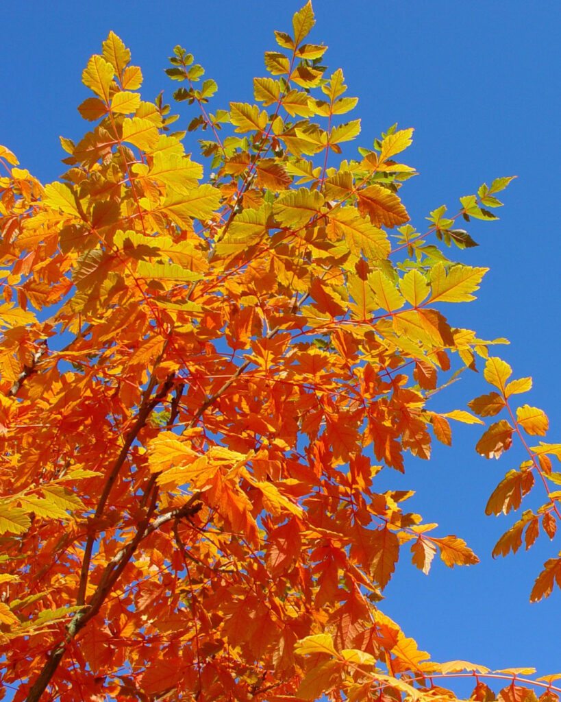 Árvores de outono: 12 espécies com cores impressionantes 11 Koelreuteria paniculata