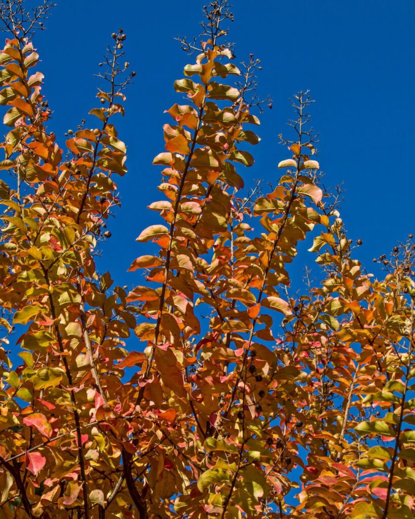 Árvores de outono: 12 espécies com cores impressionantes 9 Lagerstroemia indica