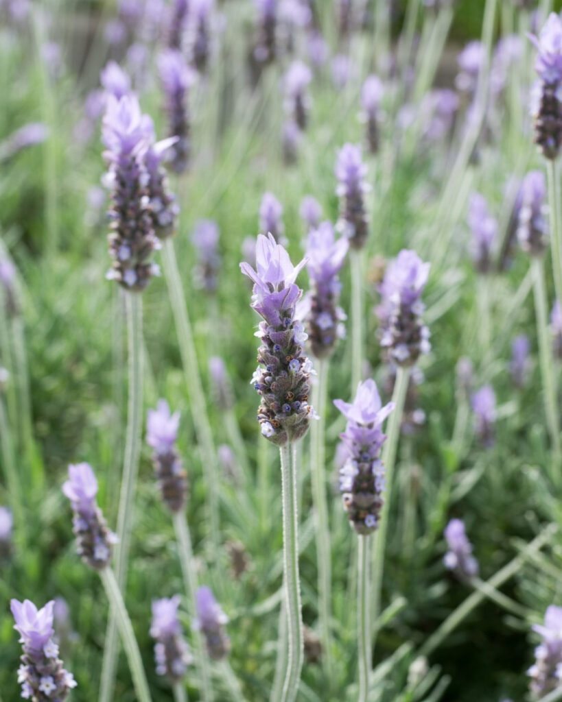 Flores roxas e lilases: 50 espécies para o seu jardim 18 Lavanda-dentata (Lavandula dentata)
