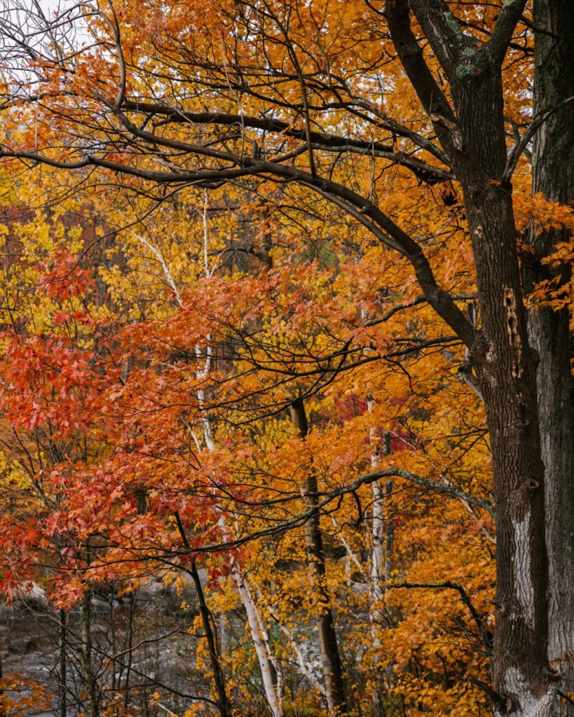 Árvores de outono: 12 espécies com cores impressionantes 2 Liquidambar styraciflua