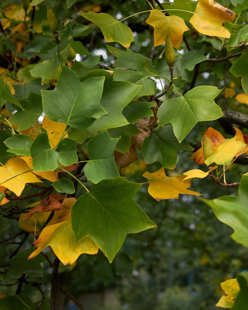Árvores de outono: 12 espécies com cores impressionantes 10 Liriodendron tulipifera