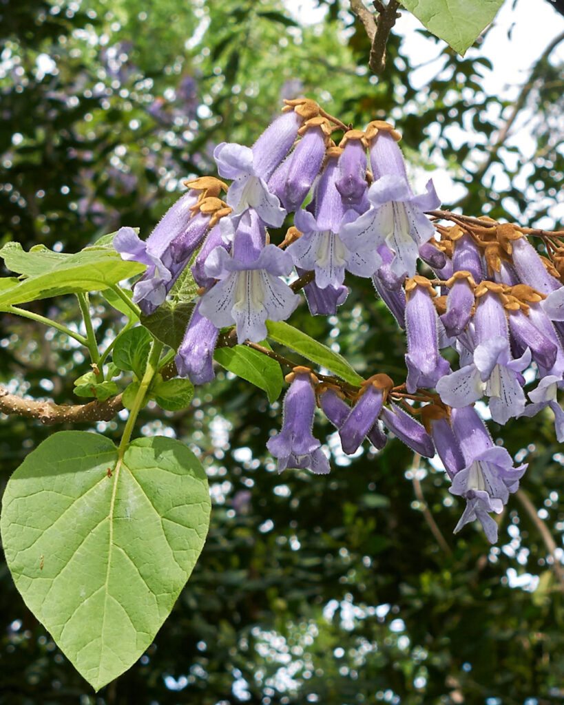 Flores roxas e lilases: 50 espécies para o seu jardim 45 Kiri-japonês (Paulownia tomentosa)