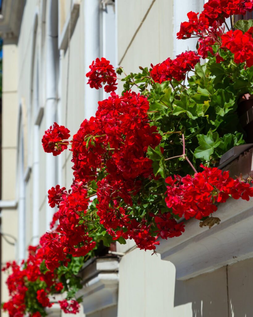 Floreiras na janela: 6 plantas da primavera para plantar 1 Pelargonium hortorum