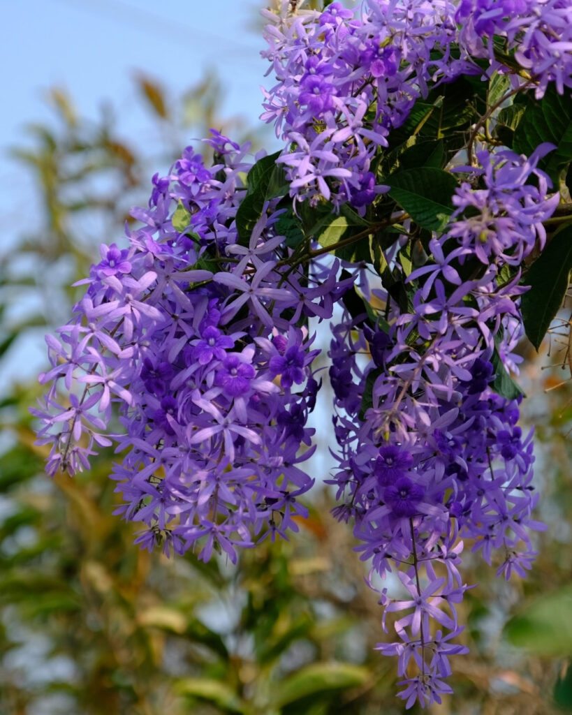 Flores roxas e lilases: 50 espécies para o seu jardim 31 Viuvinha (Petrea volubilis)