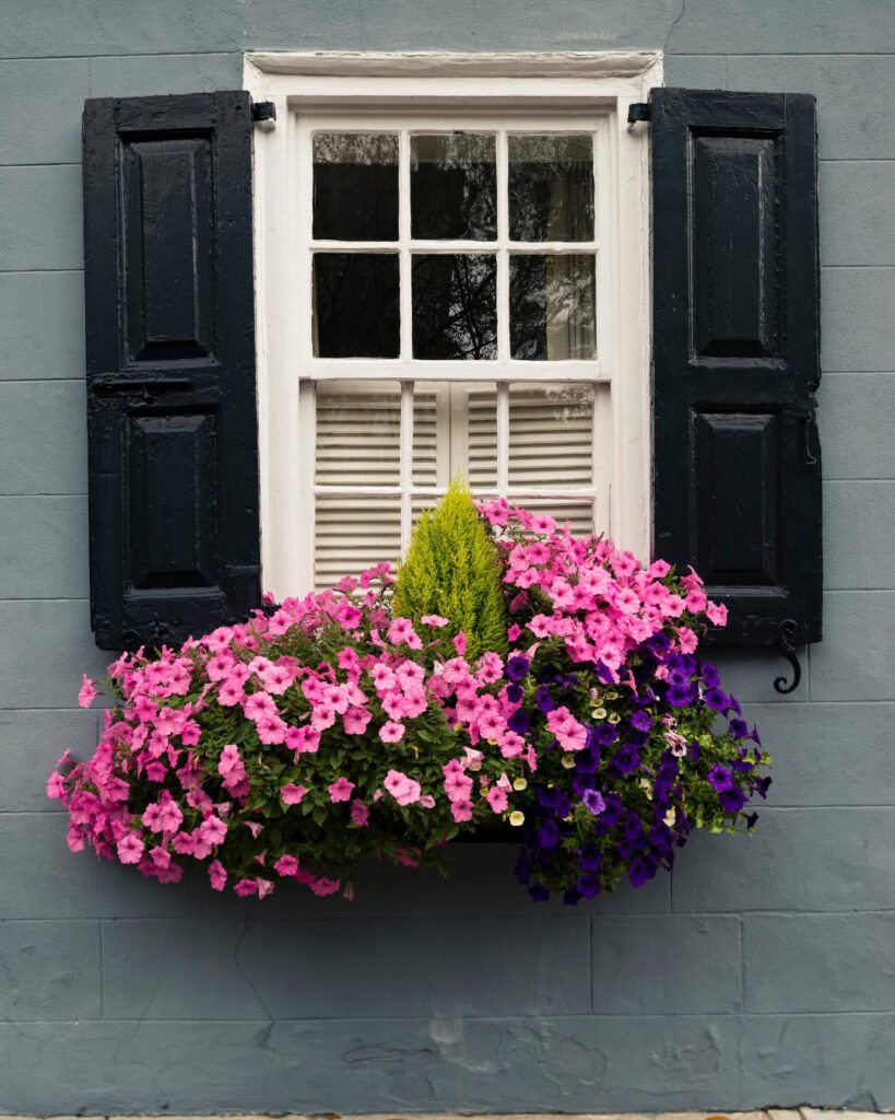Floreiras na janela: 6 plantas da primavera para plantar 3 Petunia × hybrida