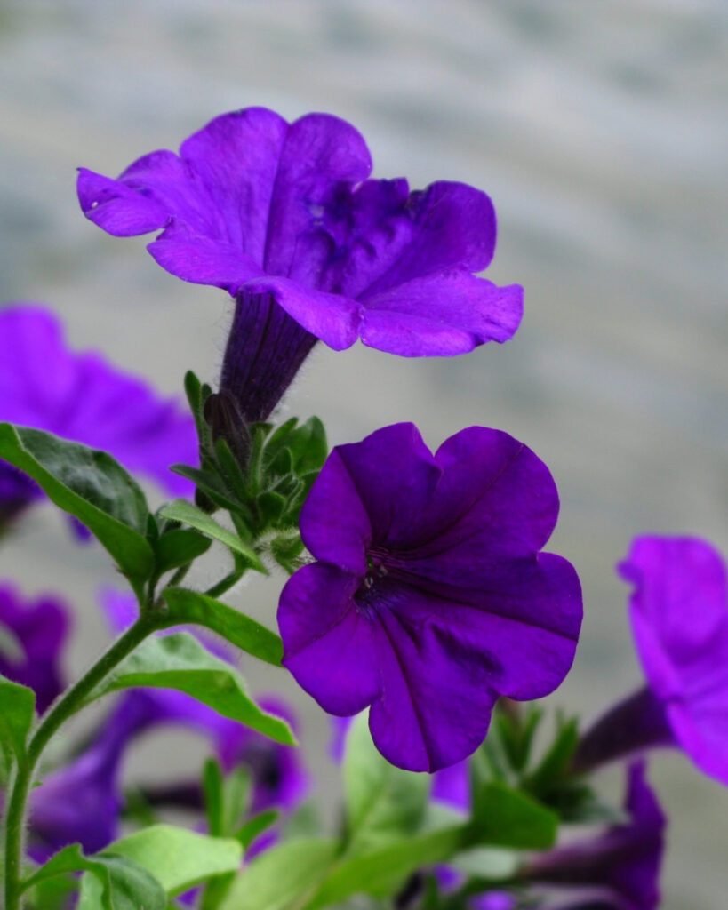 Flores roxas e lilases: 50 espécies para o seu jardim 5 Petúnia-comum (Petunia × hybrida)
