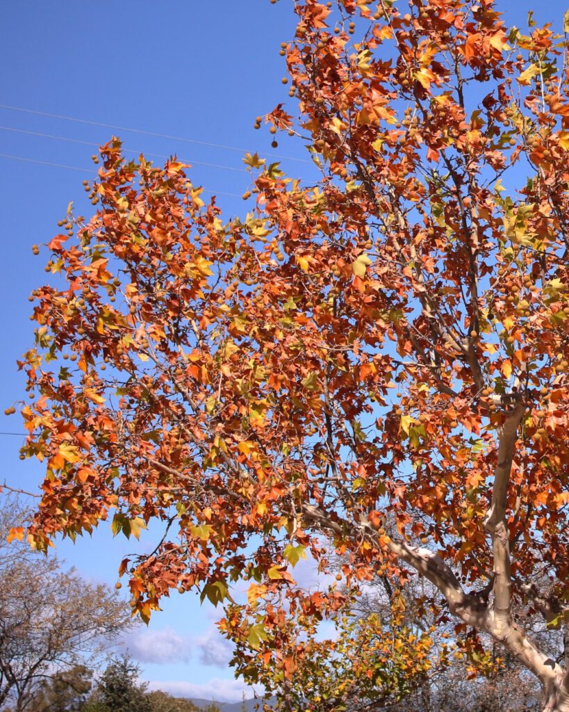 Árvores de outono: 12 espécies com cores impressionantes 12 Platanus × hispanica