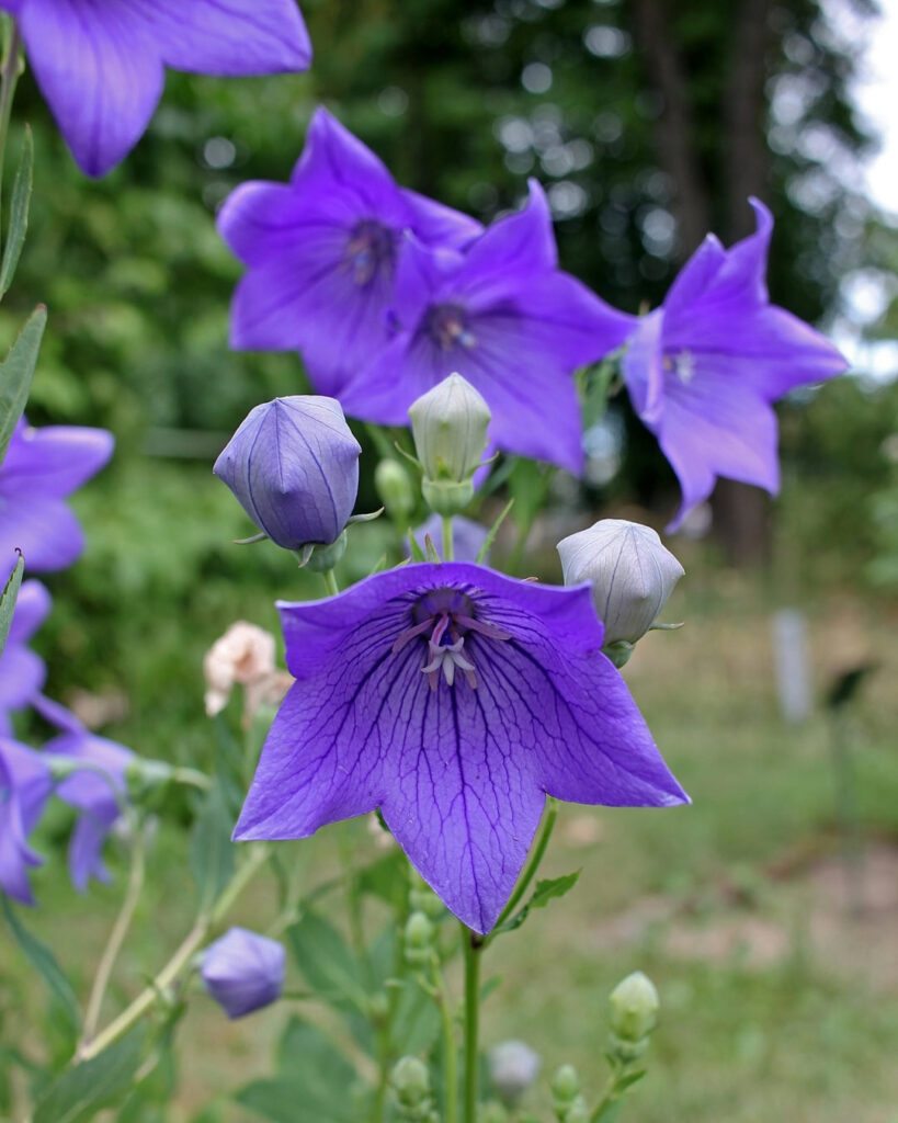 Flores roxas e lilases: 50 espécies para o seu jardim 16 Campainha-da-china (Platycodon grandiflorus)