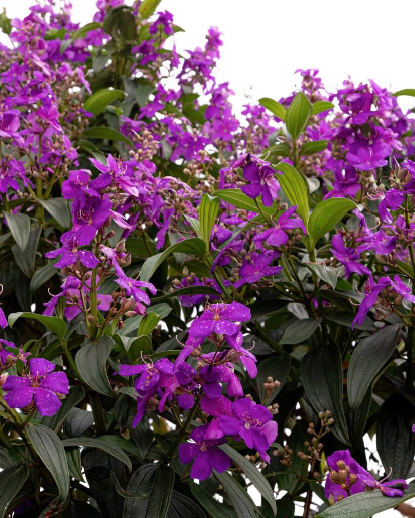 Flores roxas e lilases: 50 espécies para o seu jardim 44 Quaresmeira (Pleroma granulosum)