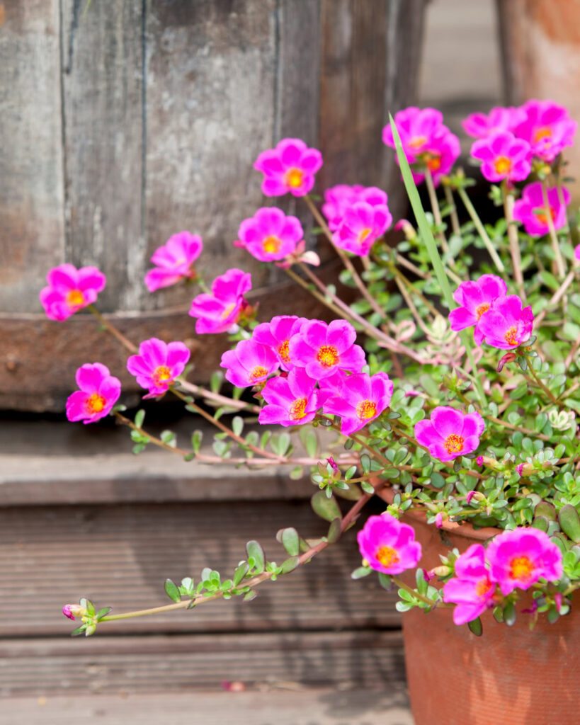 Floreiras na janela: 6 plantas da primavera para plantar 5 Portulaca grandiflora