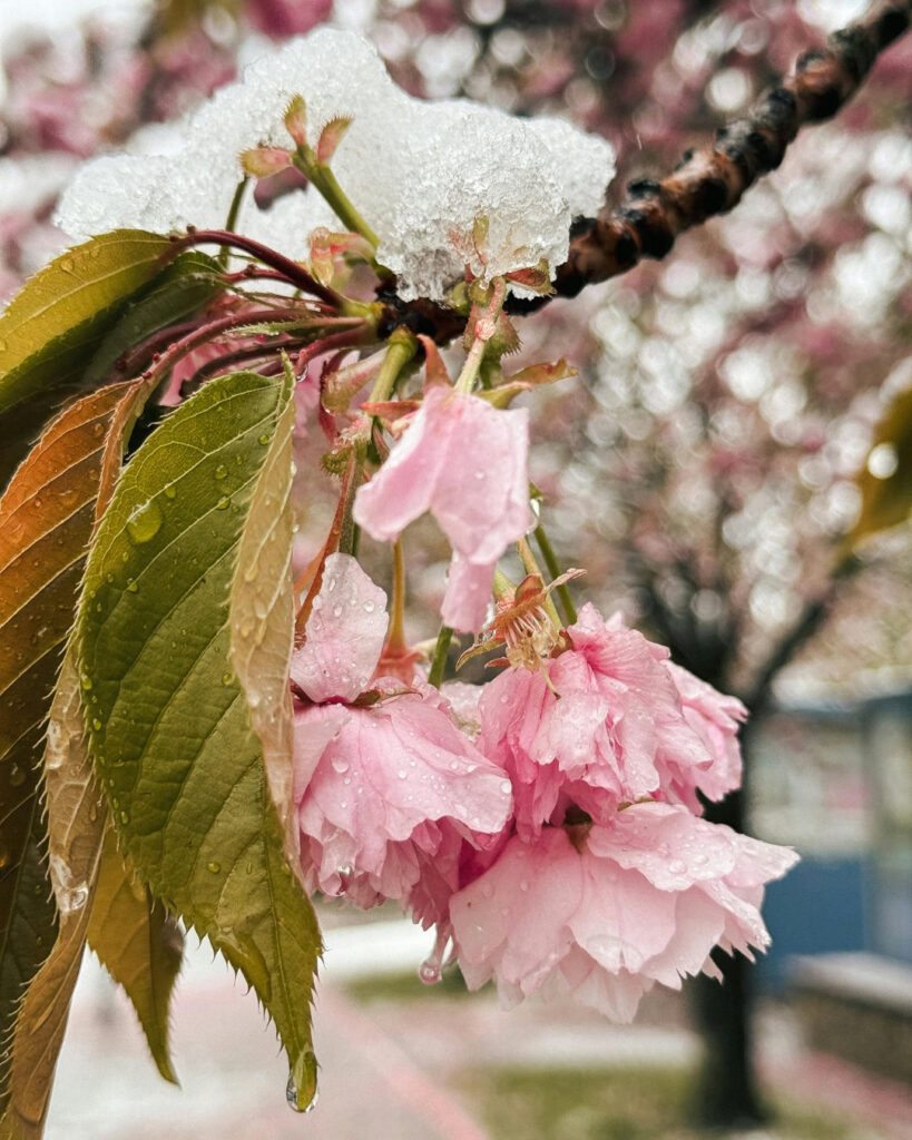 Árvores de outono: 12 espécies com cores impressionantes 8 Prunus serrulata