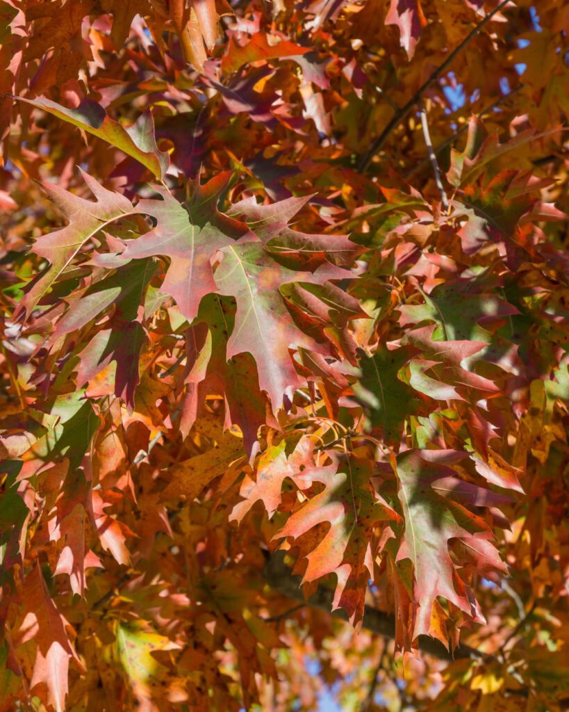 Árvores de outono: 12 espécies com cores impressionantes 5 Quercus palustris