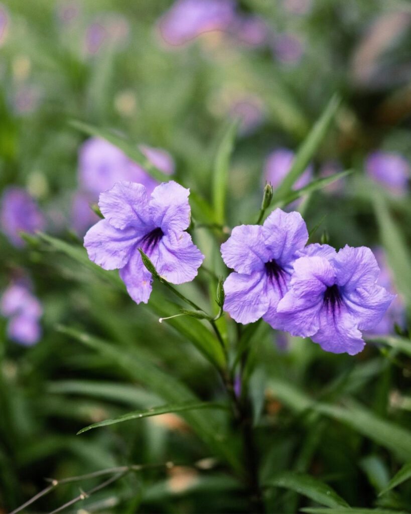 Flores roxas e lilases: 50 espécies para o seu jardim 11 Ruélia-azul-anã (Ruellia simplex)
