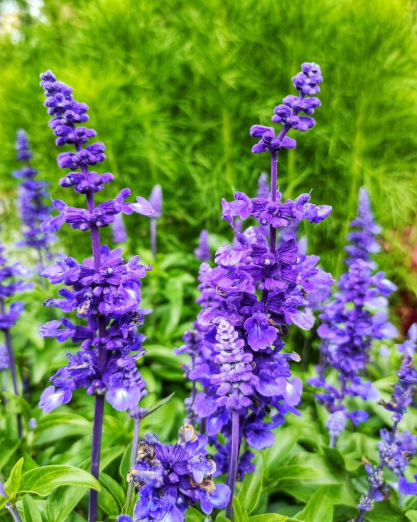 Flores roxas e lilases: 50 espécies para o seu jardim 9 Sálvia-azul (Salvia farinacea)