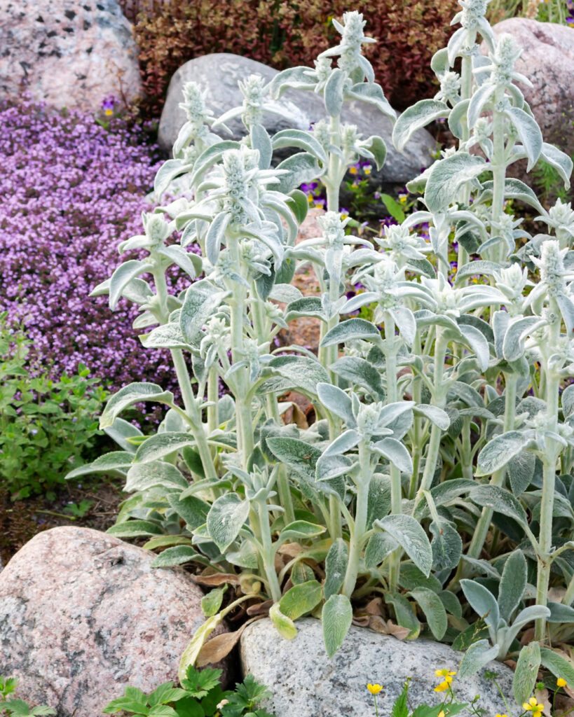 Floreiras na janela: 6 plantas da primavera para plantar 2 Stachys byzantina