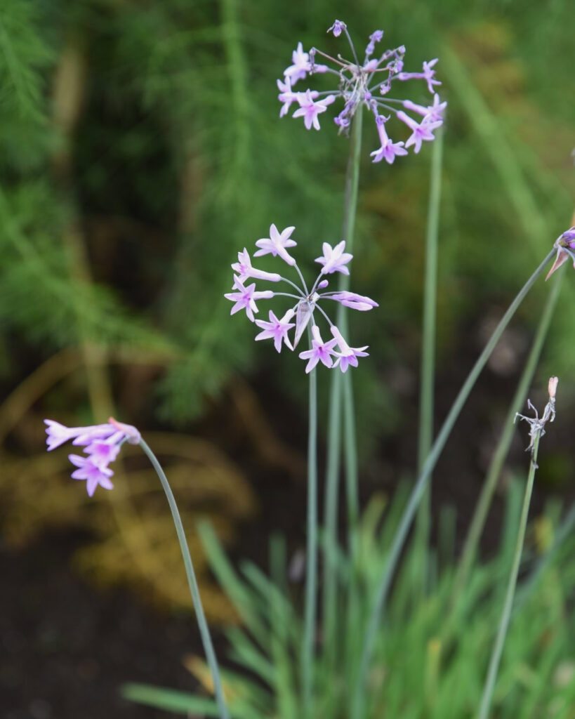 Flores roxas e lilases: 50 espécies para o seu jardim 40 Alho-social (Tulbaghia violacea)
