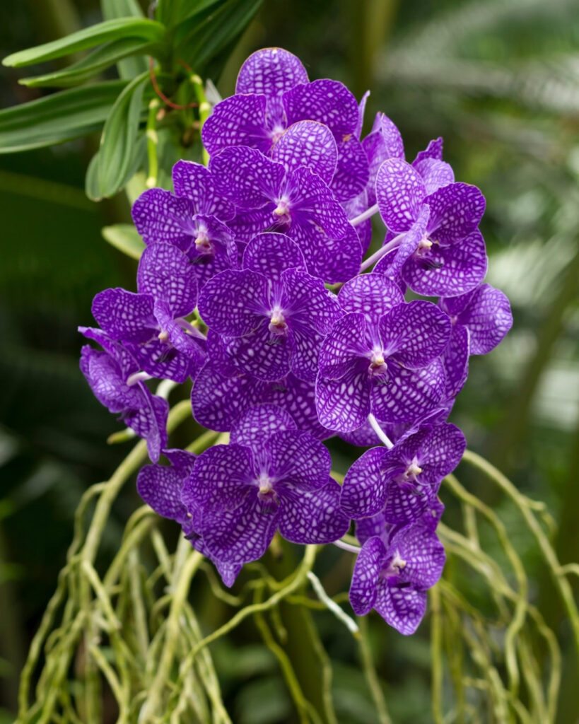 Flores roxas e lilases: 50 espécies para o seu jardim 48 Vanda e Ascocenda (Vanda sp. e Vanda × Ascocentrum)