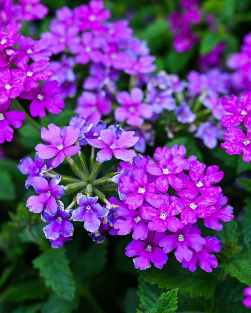 Flores roxas e lilases: 50 espécies para o seu jardim 1 Verbena (Verbena hybrida)