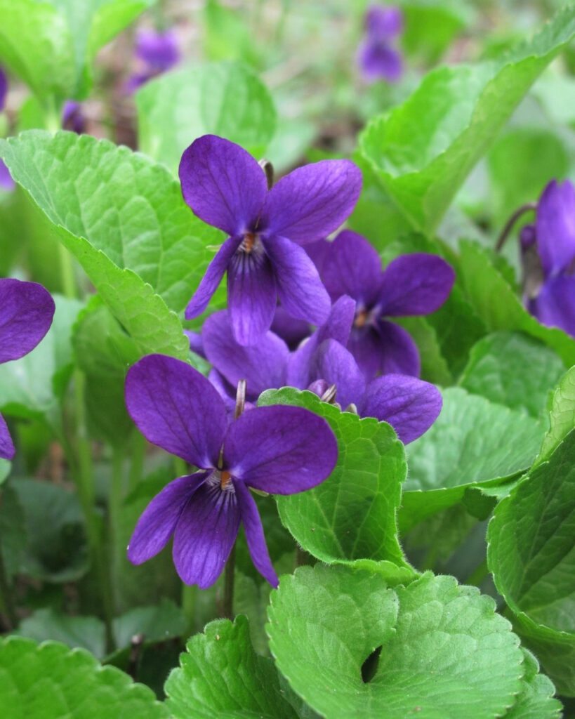 Flores roxas e lilases: 50 espécies para o seu jardim 4 Violeta-de-cheiro (Viola odorata)