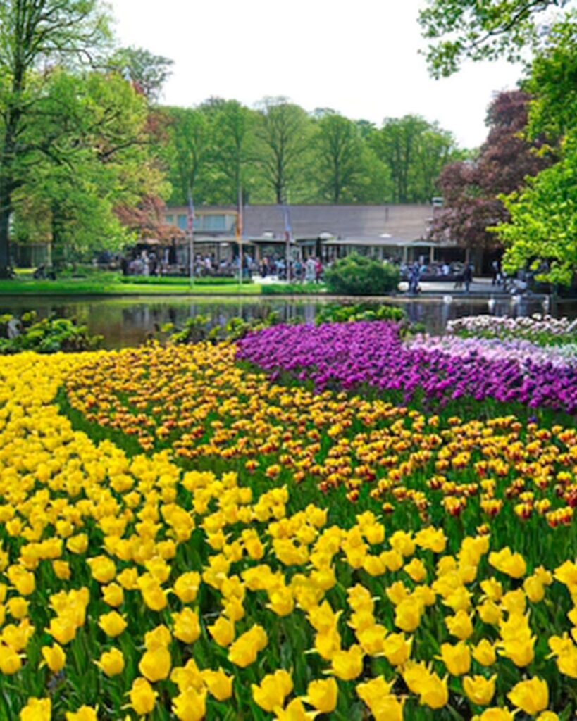 Flores roxas e lilases: 50 espécies para o seu jardim 51 O roxo faz uma combinação perfeita com o amarelo.