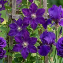 50 Flores roxas para jardim