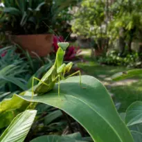 Louva-deus verde-brilhante pousado em uma folha tropical verde, com a cabeça triangular voltada para a frente.