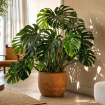 Sala moderna com vaso de cerâmica contendo uma bela Costela-de-adão de folhas recortadas.
