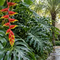 Jardim tropical com folhas de costela-de-adão, helicônia vermelha e amarela, e palmeira ao fundo sob a luz da manhã.